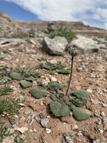 Image of Encelia nutans by (c) Matt Berger, some rights reserved (CC BY)