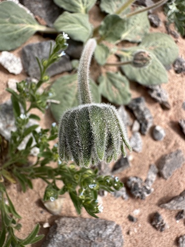 Image of Encelia nutans by (c) Matt Berger, some rights reserved (CC BY)