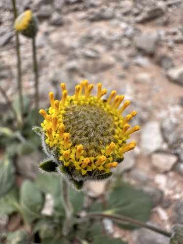 Image of Encelia nutans by (c) Matt Berger, some rights reserved (CC BY)