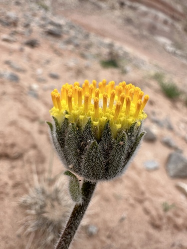 Image of Encelia nutans by (c) Matt Berger, some rights reserved (CC BY)