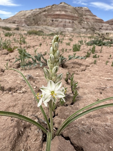 Image of Eremocrinum albomarginatum by (c) Matt Berger, some rights reserved (CC BY)