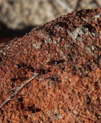 Crematogaster melanogaster