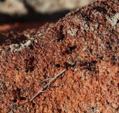 Crematogaster melanogaster