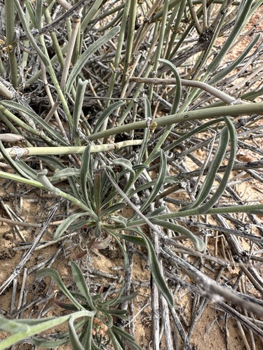 Image of Boechera formosa by (c) Matt Berger, some rights reserved (CC BY)