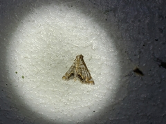 Eoparargyractis