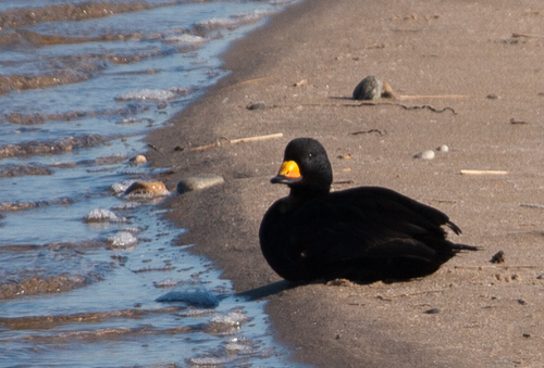 Black Scoter