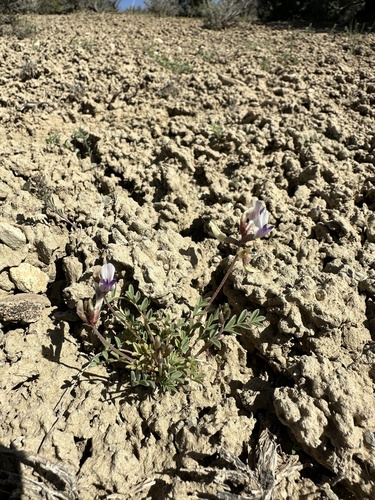 Image of Astragalus naturitensis by (c) Matt Berger, some rights reserved (CC BY)