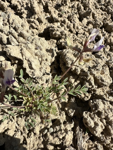 Naturita Milkvetch (Astragalus naturitensis)