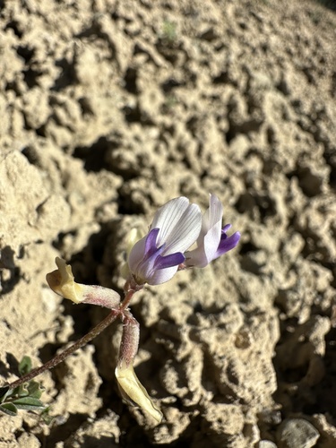 Image of Astragalus naturitensis by (c) Matt Berger, some rights reserved (CC BY)