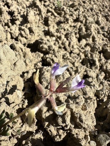 Image of Astragalus naturitensis by (c) Matt Berger, some rights reserved (CC BY)