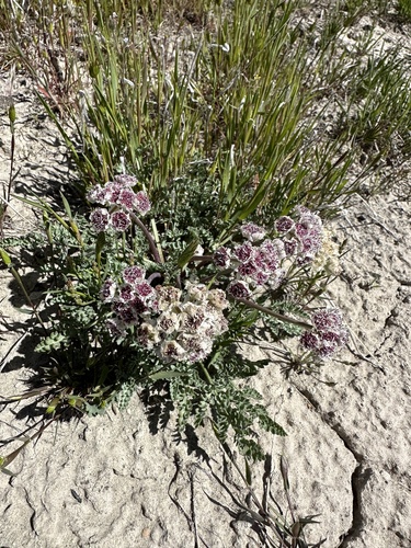 Image of Vesper bulbosus by (c) Matt Berger, some rights reserved (CC BY)
