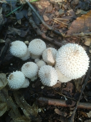 Lycoperdon perlatum
