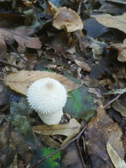 Lycoperdon perlatum