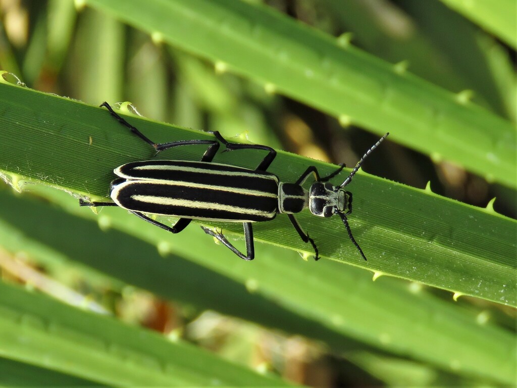 Black-striped Blister Beetle