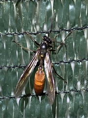 Apoica thoracica image