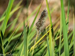 Alopecurus myosuroides