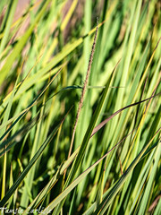 Alopecurus myosuroides