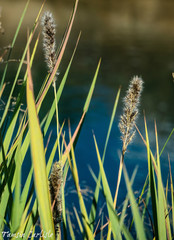 Alopecurus myosuroides