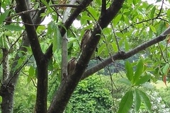 Yungipicus moluccensis