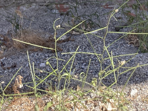 Indian hedgemustard (Sisymbrium orientale)