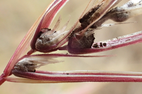 brome smut fungus