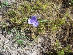 Tradescantia occidentalis