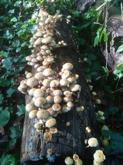 Hypholoma fasciculare
