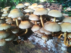 Hypholoma fasciculare