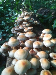 Hypholoma fasciculare