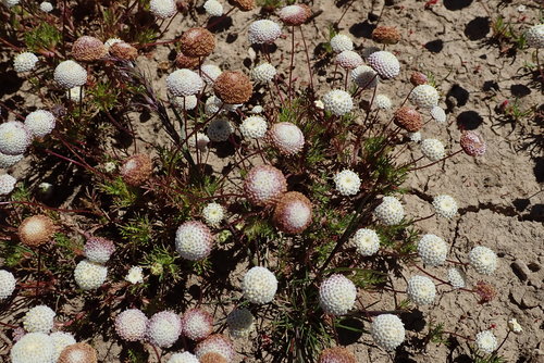 Image of Cotula nudicaulis by no rights reserved