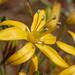 Bloomeria crocea - Photo (c) nathantay,  זכויות יוצרים חלקיות (CC BY-NC)