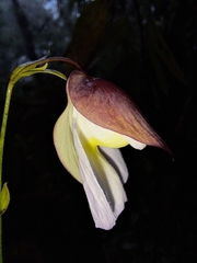 Leafless bladderwort (Utricularia unifolia)