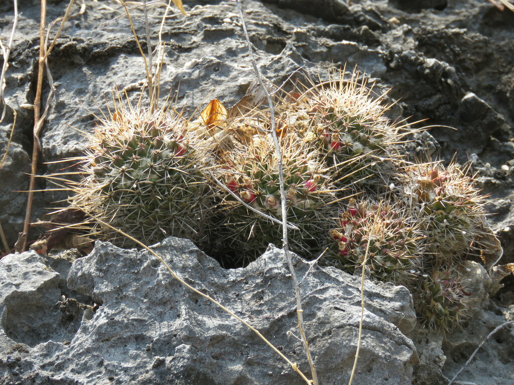 Mammillaria voburnensis collinsii in May 2023 by Emmanuel Guevara ...