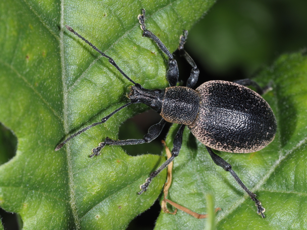 Otiorhynchus vehemens