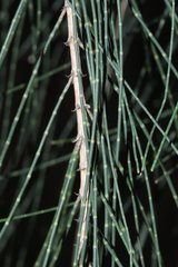Casuarina cunninghamiana
