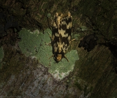 Barea euprepes