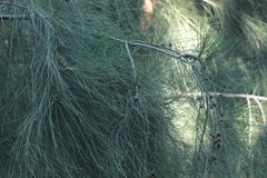 Casuarina cunninghamiana