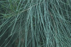 Casuarina cunninghamiana