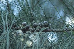 Casuarina cunninghamiana