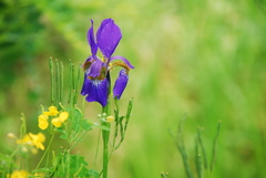Iris sanguinea