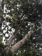 Adenanthos sericeus