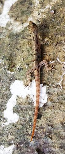 Cnemaspis monticola