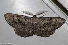 Cymatophora approximaria