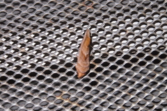 Oraesia emarginata