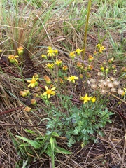 Cineraria lyratiformis