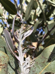 Eucalyptus pleurocarpa