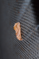 Oraesia emarginata