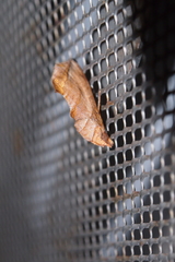 Oraesia emarginata