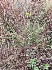 Cineraria lyratiformis