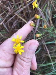 Cineraria lyratiformis